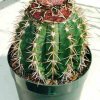 Melocactus_melocactoides